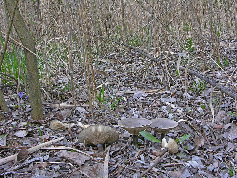 Melanoleuca da determinare.